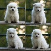  - Adorable coton cherche sa famille pour la vie ! 