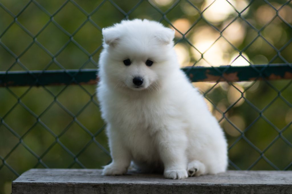 Of Shiroi Hanamachi - Chiot disponible  - Spitz japonais