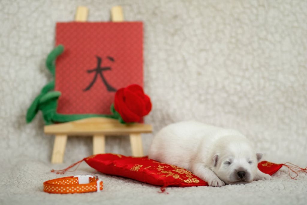 Of Shiroi Hanamachi - Chiot disponible  - Spitz japonais