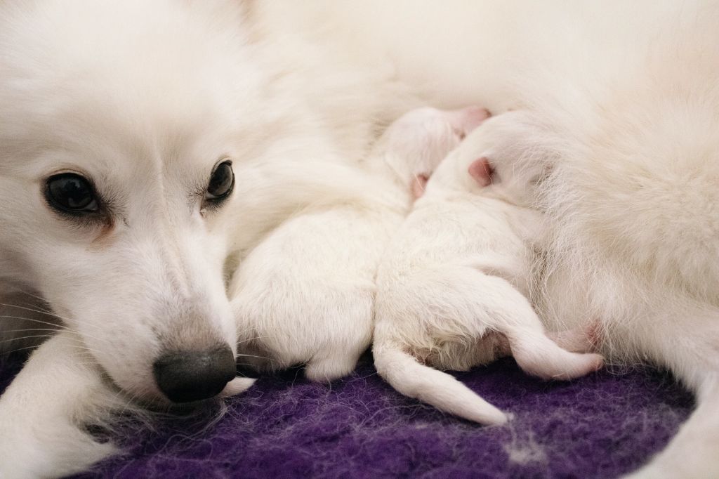 chiot Spitz japonais Of Shiroi Hanamachi