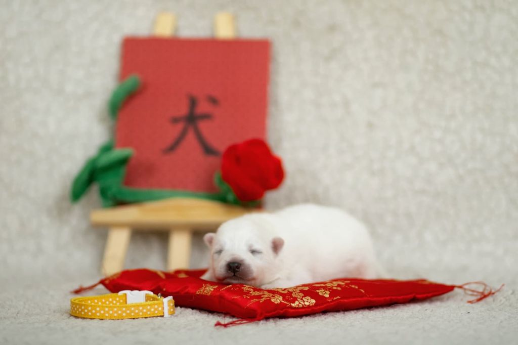 Of Shiroi Hanamachi - Chiot disponible  - Spitz japonais