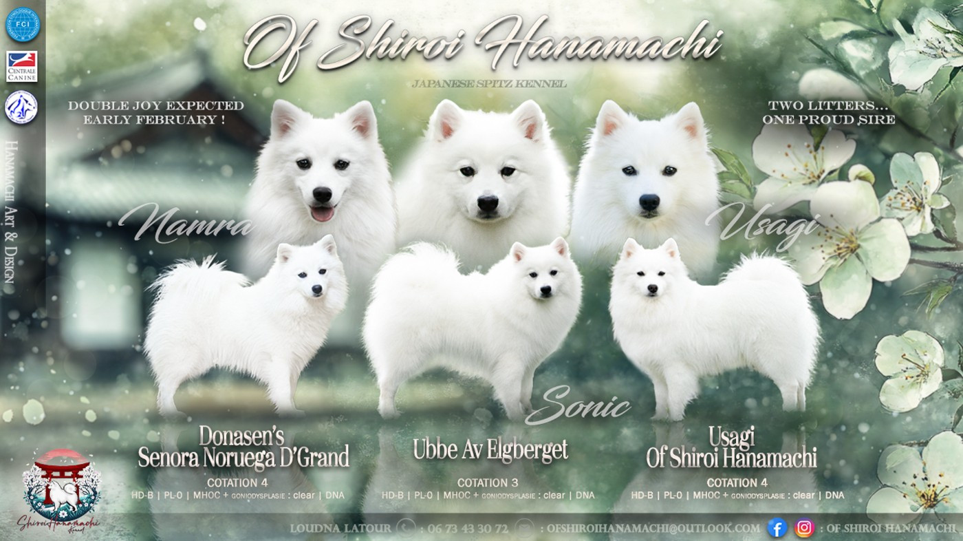 Deux portées sont attendues début Février !