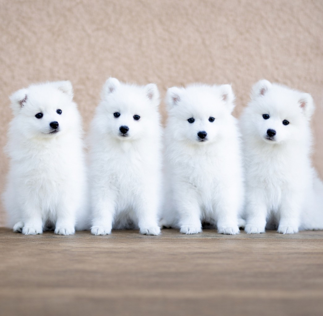 Les filles d'Usagi et Sonic ont pris leur envol