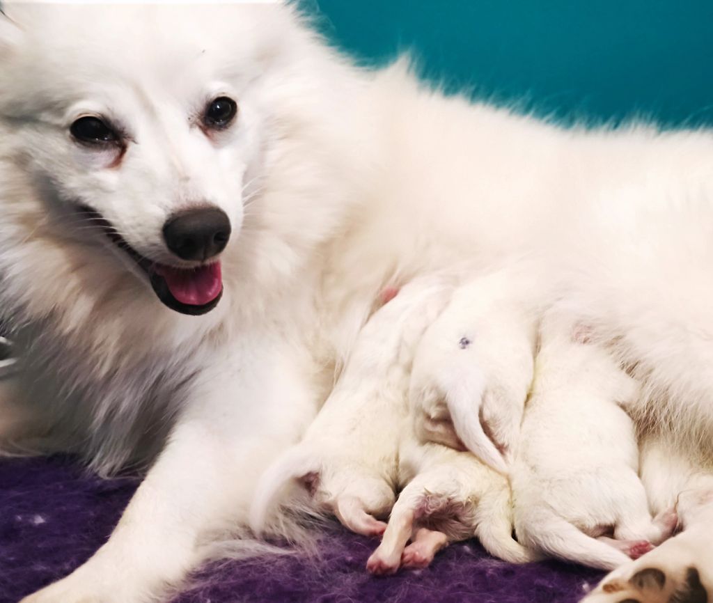 Les chiots de Pandora & Haku sont là ! 