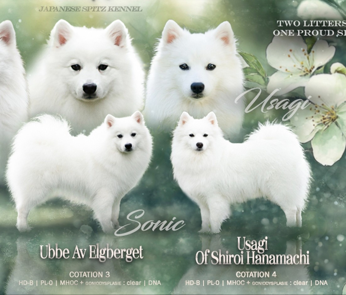 Litter "B" 02/02/2026