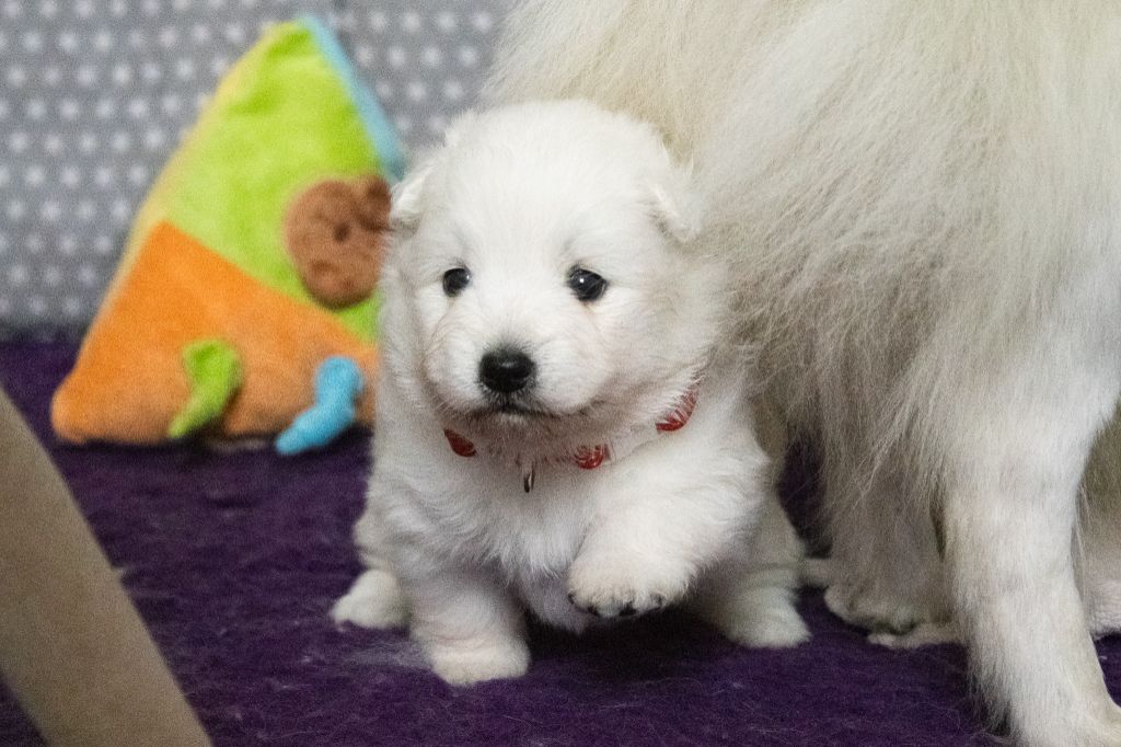 Of Shiroi Hanamachi - Chiots disponibles - Spitz japonais