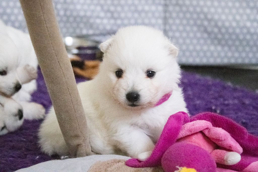 Of Shiroi Hanamachi - Chiots disponibles - Spitz japonais