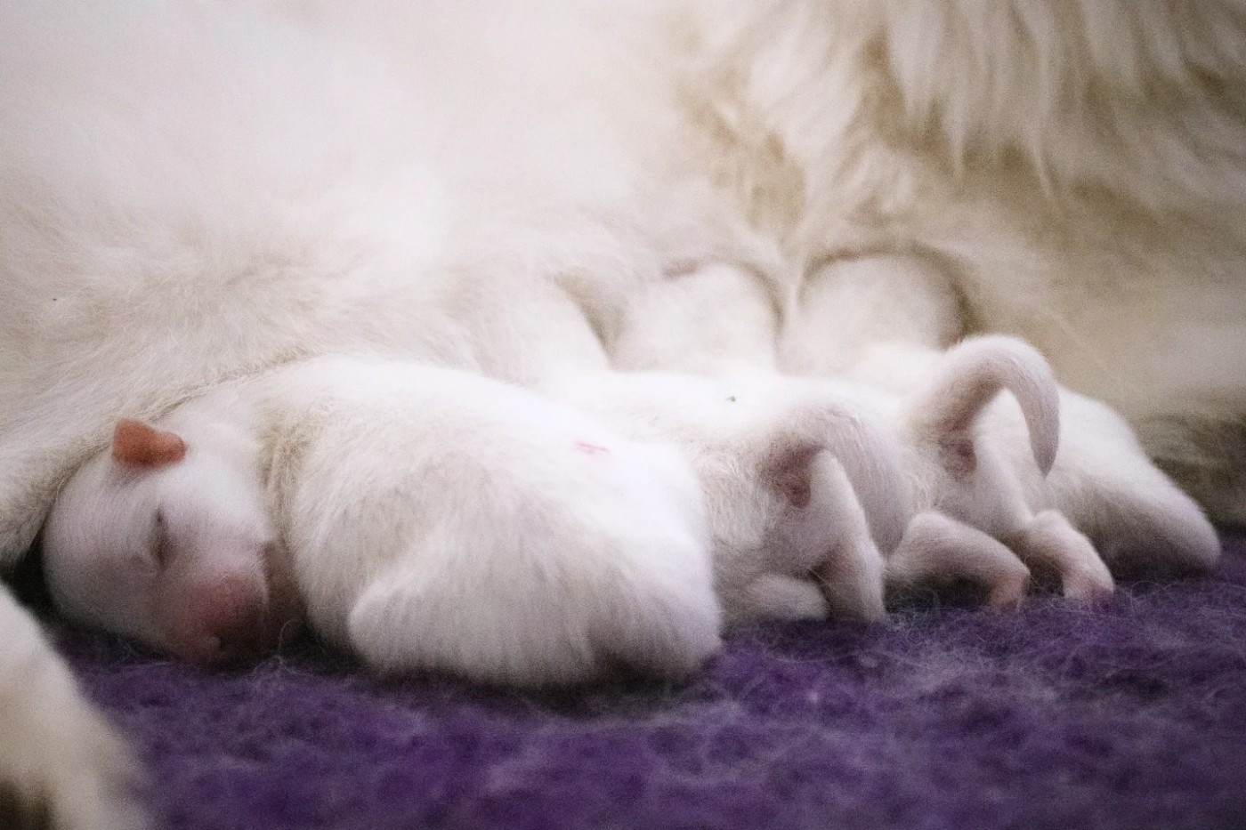 Chiot Spitz japonais Of Shiroi Hanamachi