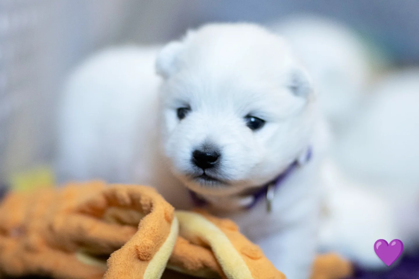 Of Shiroi Hanamachi - Chiots disponibles - Spitz japonais