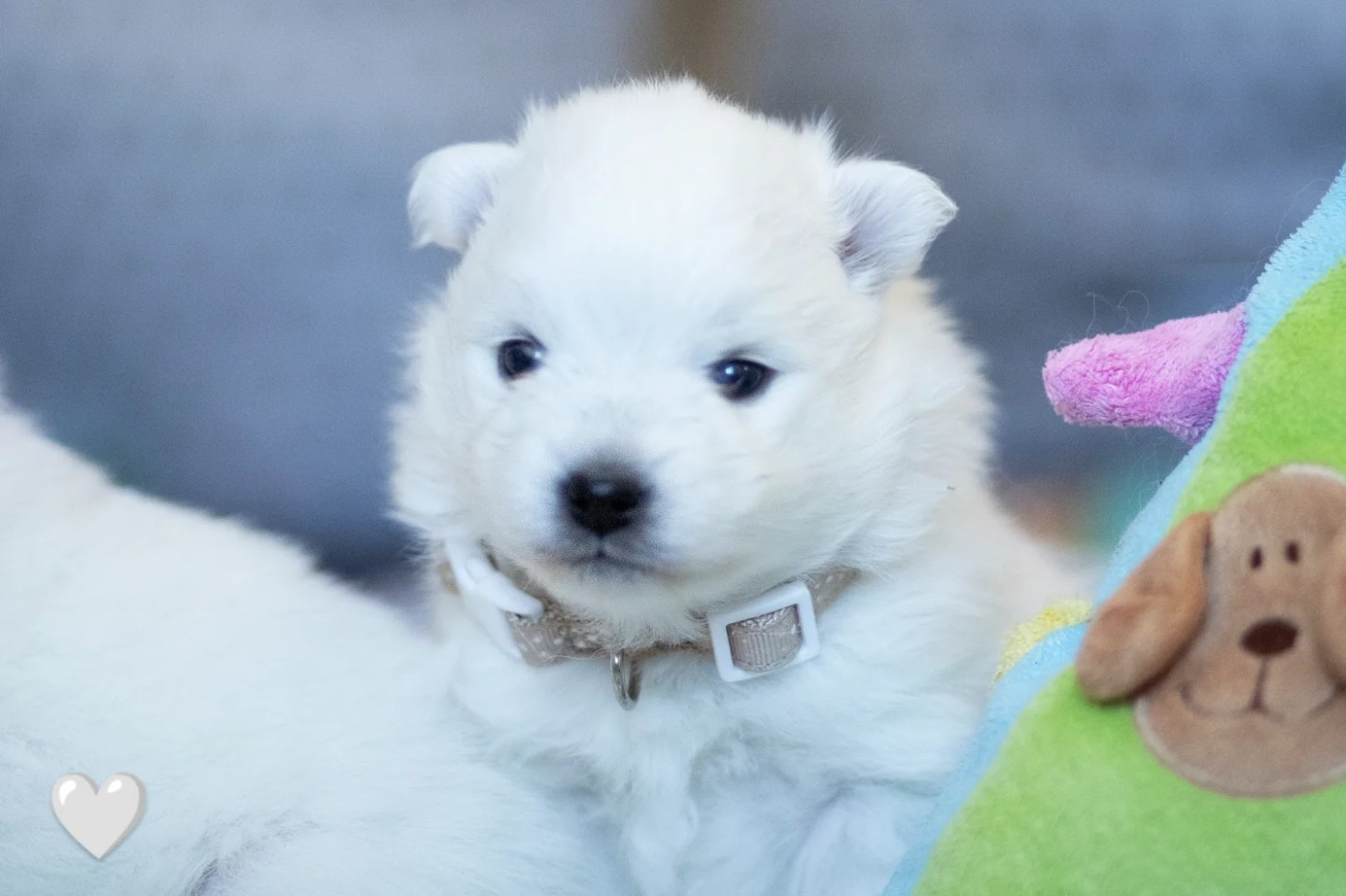 Of Shiroi Hanamachi - Chiots disponibles - Spitz japonais