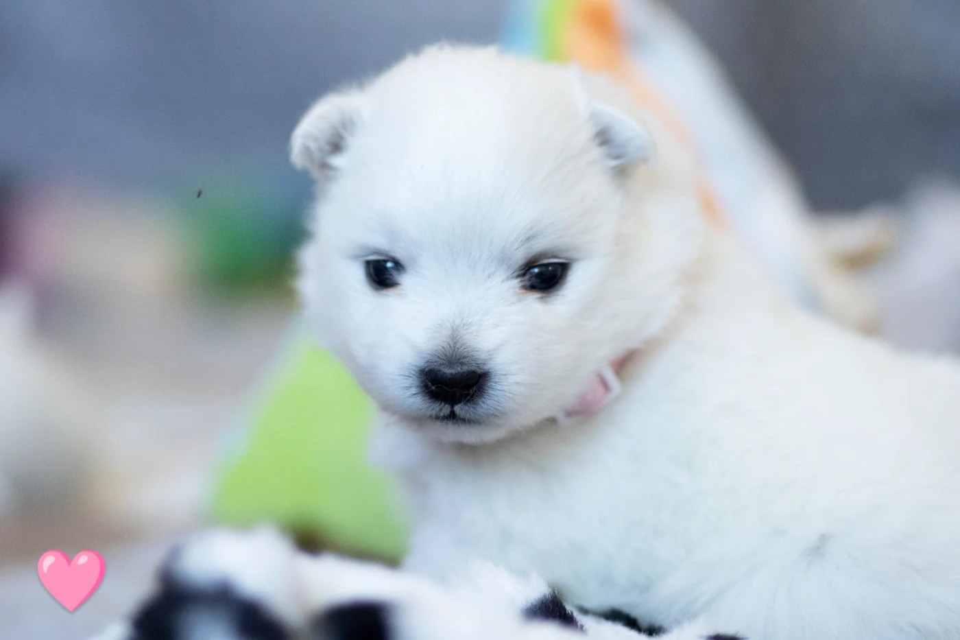 Of Shiroi Hanamachi - Chiots disponibles - Spitz japonais