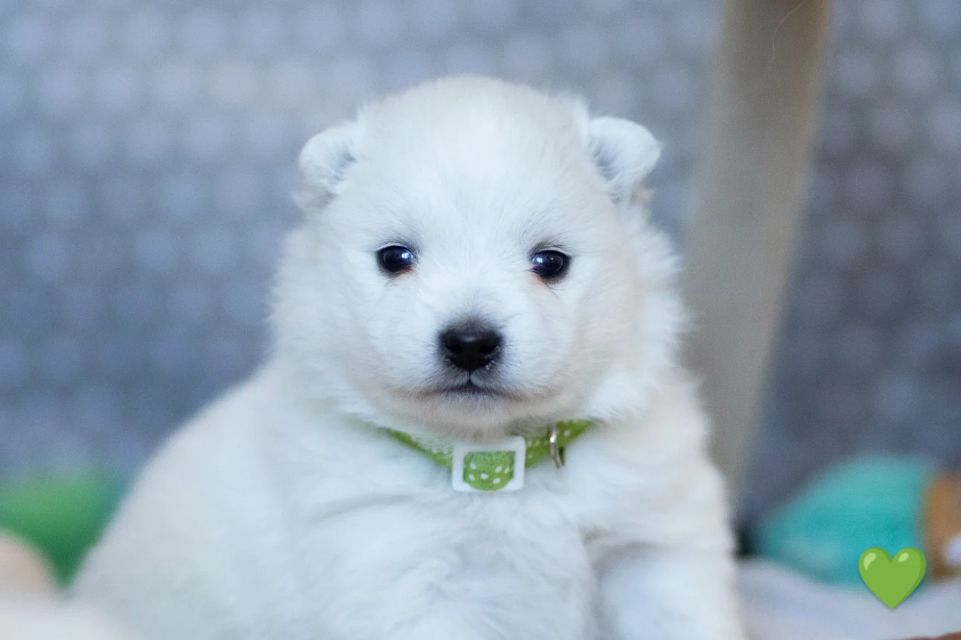 Of Shiroi Hanamachi - Chiots disponibles - Spitz japonais