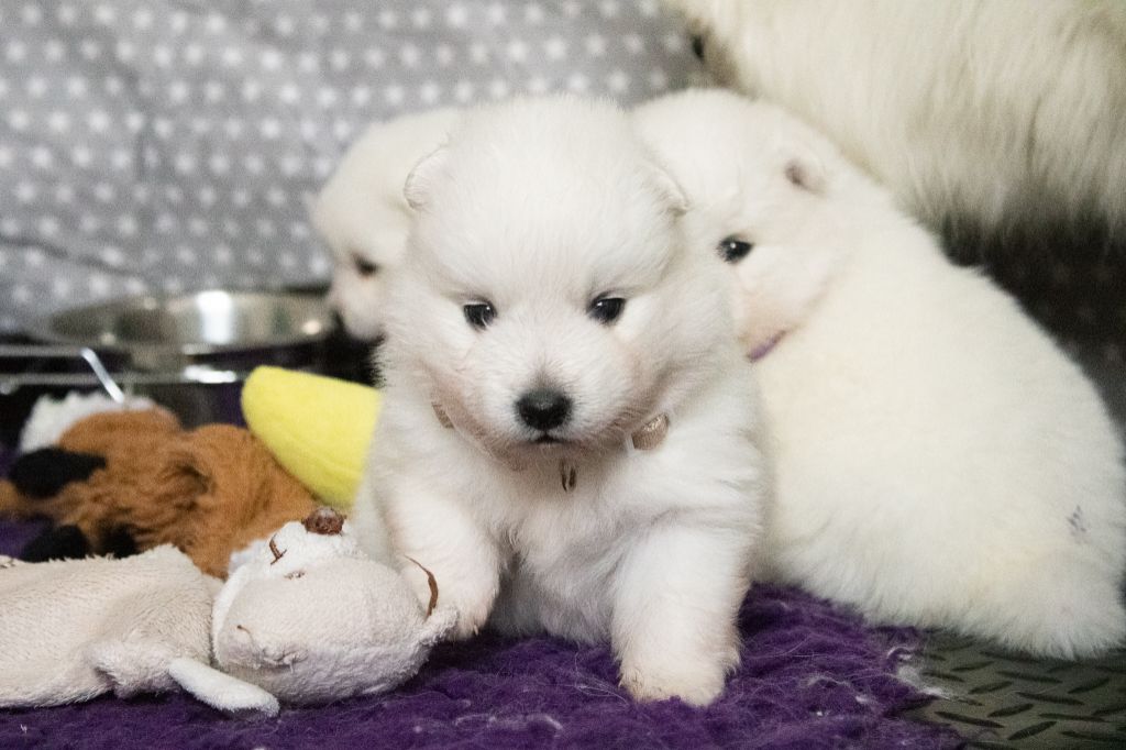 Of Shiroi Hanamachi - Chiots disponibles - Spitz japonais