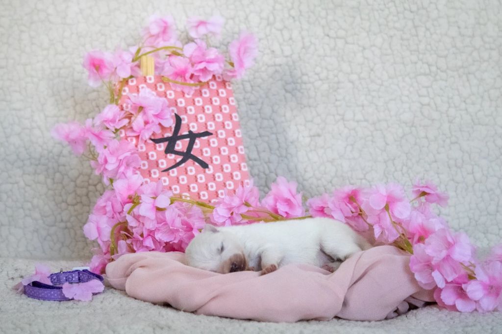 Of Shiroi Hanamachi - Chiots disponibles - Spitz japonais