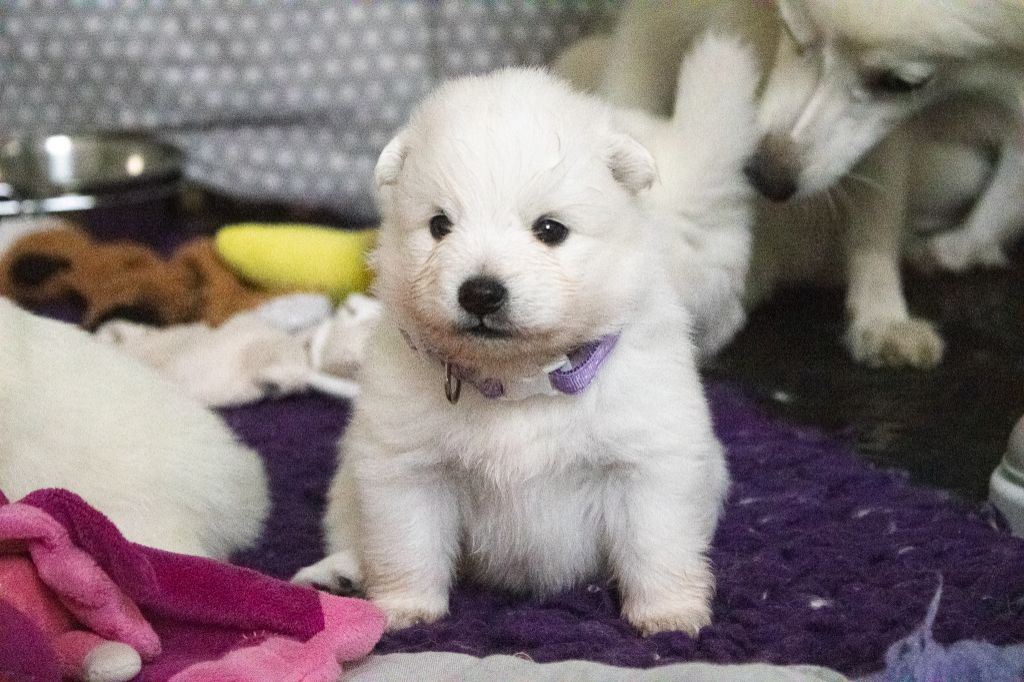 Of Shiroi Hanamachi - Chiots disponibles - Spitz japonais