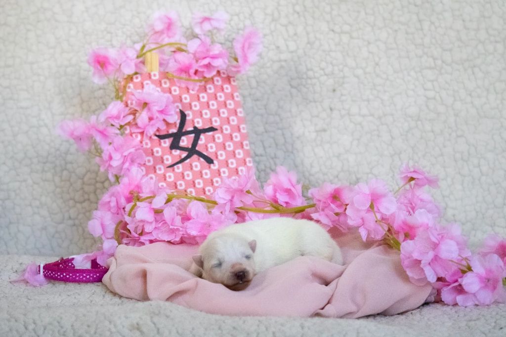 Of Shiroi Hanamachi - Chiots disponibles - Spitz japonais