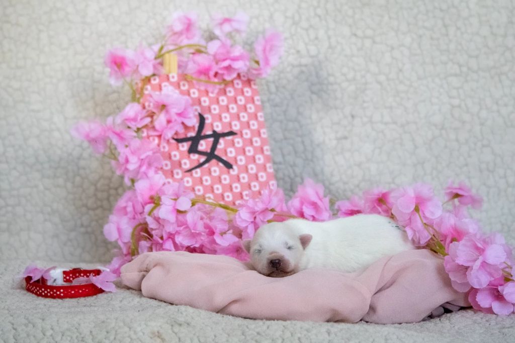 Of Shiroi Hanamachi - Chiots disponibles - Spitz japonais