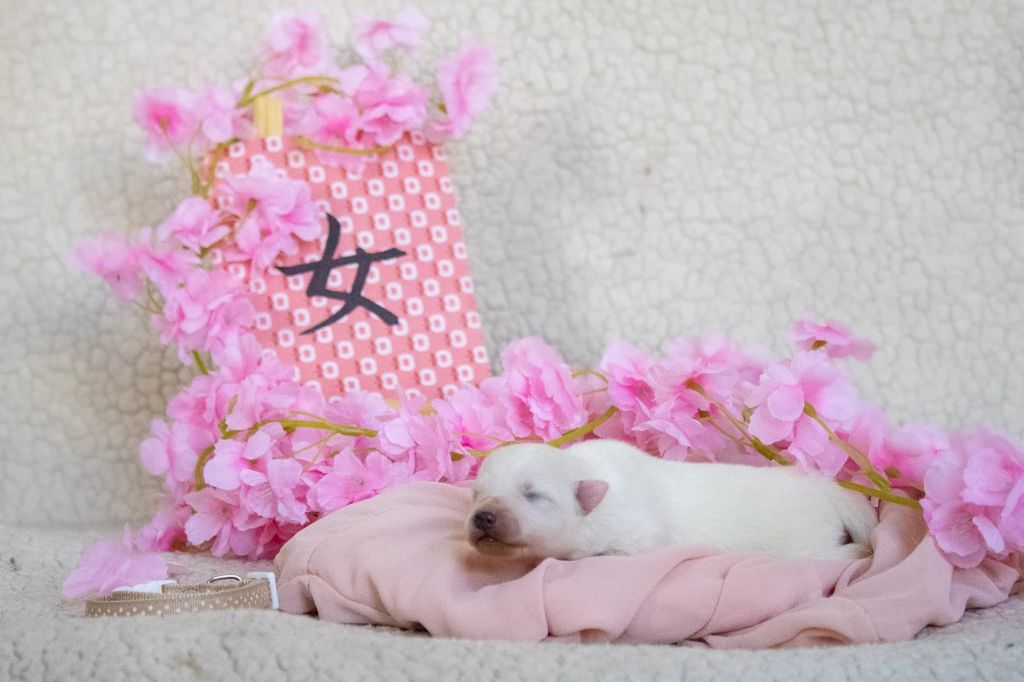 Of Shiroi Hanamachi - Chiots disponibles - Spitz japonais